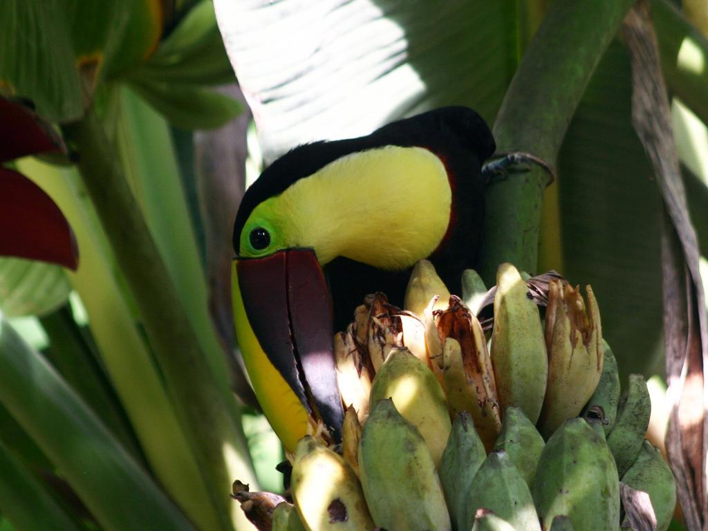 El Colibri Lodge Manzanillo  Esterno foto