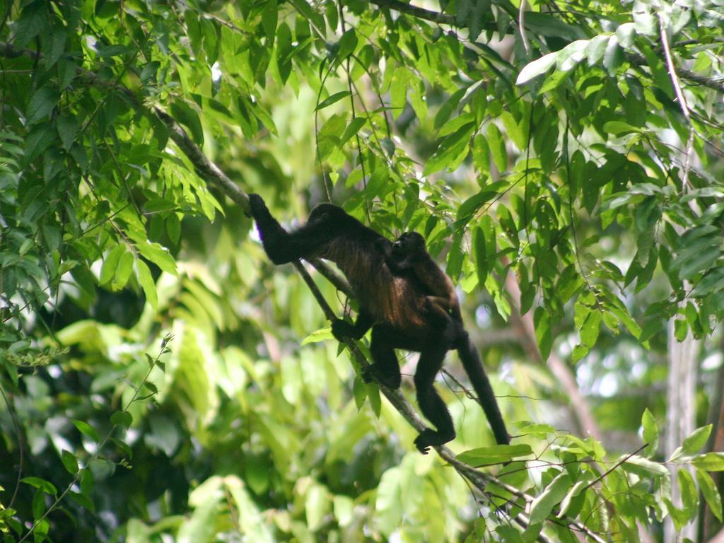 El Colibri Lodge Manzanillo  Esterno foto