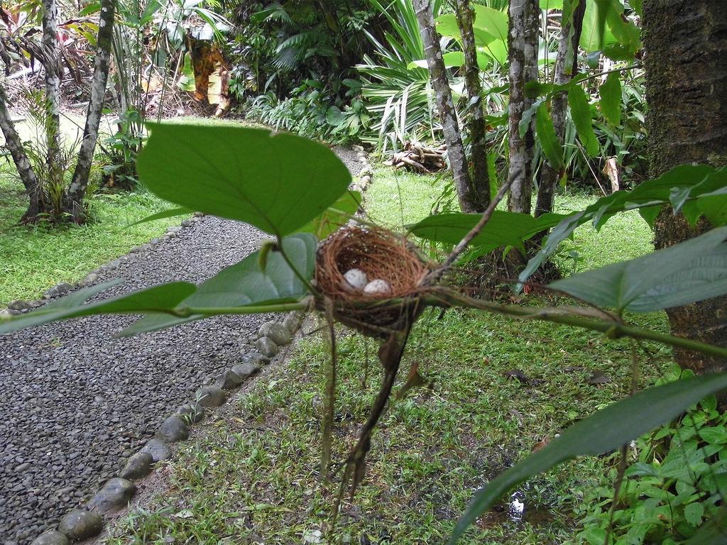 El Colibri Lodge Manzanillo  Esterno foto